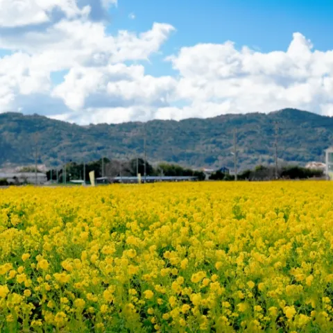 潮騒リゾート風景4